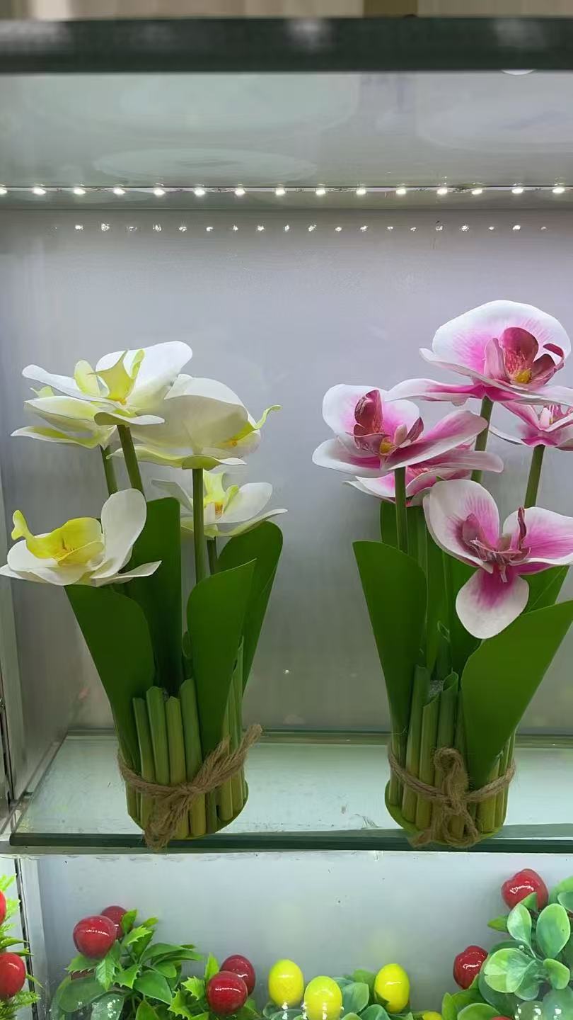 蝴蝶兰MACETA DE PLASTICO